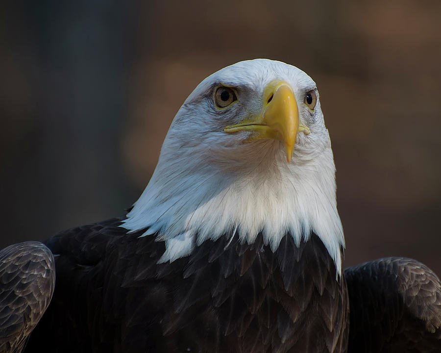 Bald Eagle Photograph - Bald Eagle Perched by Flees Photos