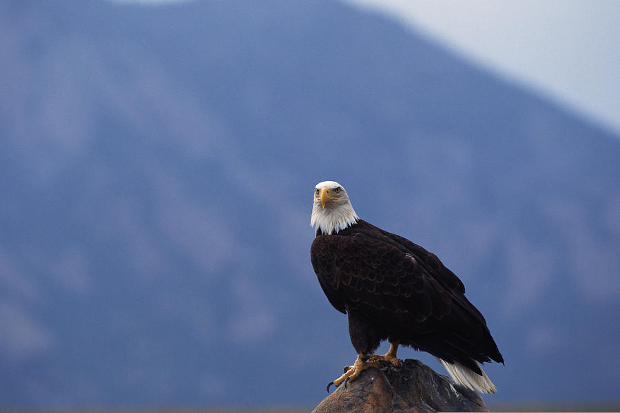 Bald eagle perched Photograph by Comstock Images