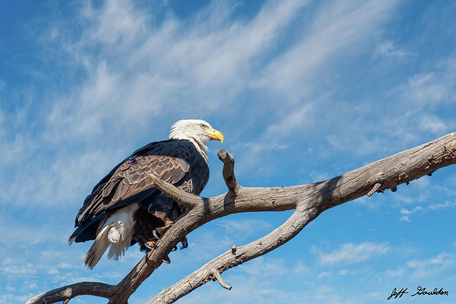 Bald Eagle Perched in a Dead Tree Photograph by Jeff Goulden