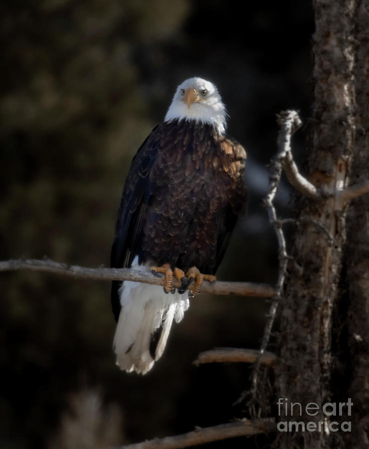 Bald Eagle Perched In Eleven Mile Canyon Photograph