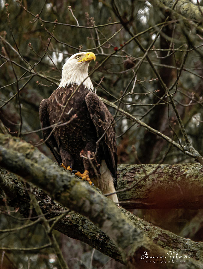 Bald Eagle perched Photograph by Jamie Tyler