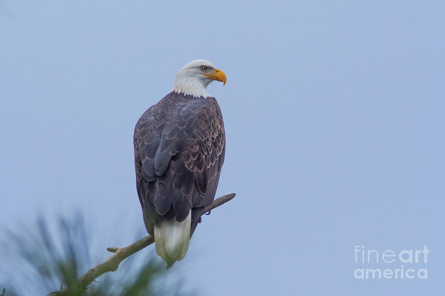 Bald eagle perched Photograph by Jeff Swan
