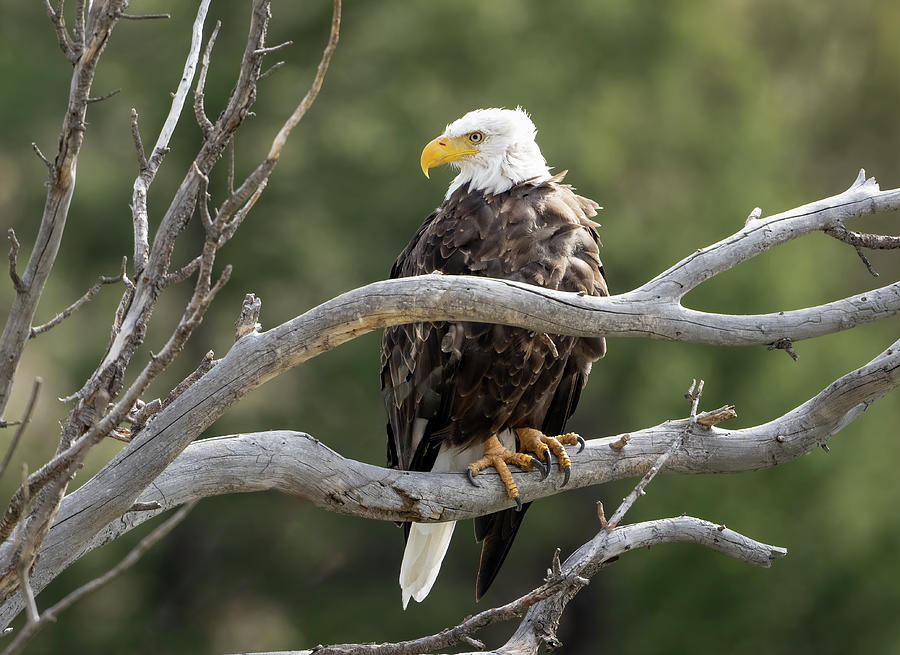Bald Eagle Perched Photograph by Julie Barrick