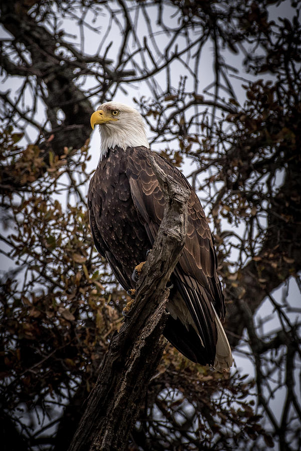 Bald Eagle Perched Photograph by Mike Fusaro
