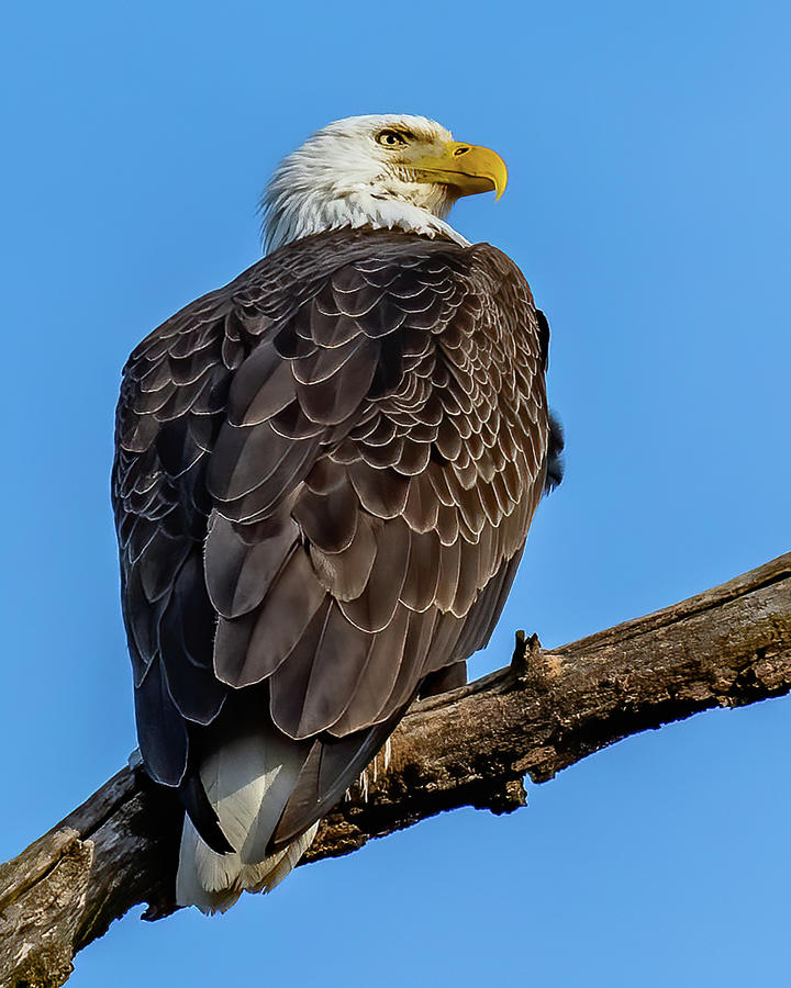 Bald Eagle perched on a limb Photograph by William Krumpelman - Pixels