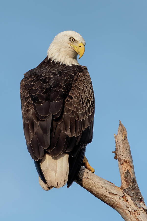 Bald Eagle Perched on a Pine Snag Photograph by Bradford Martin