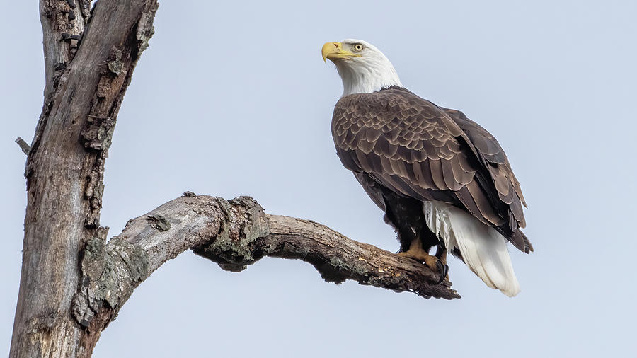 Bald Eagle perched on a tree Photograph by William Krumpelman - Fine ...