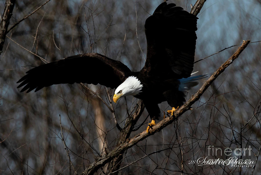 Bald Eagle Perched on Branch Photograph by Sandra Js