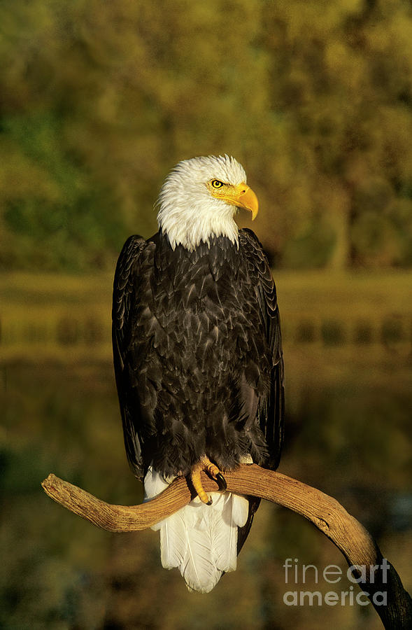 Bald Eagle Perched On Snag Photograph by Dave Welling