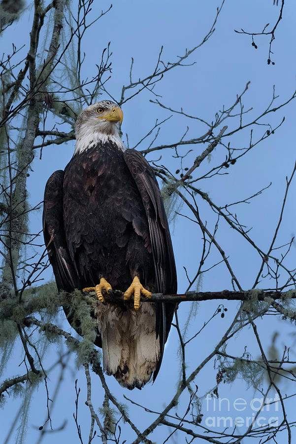 Bald Eagle Perched over Skagit River Photograph by Nancy Gleason