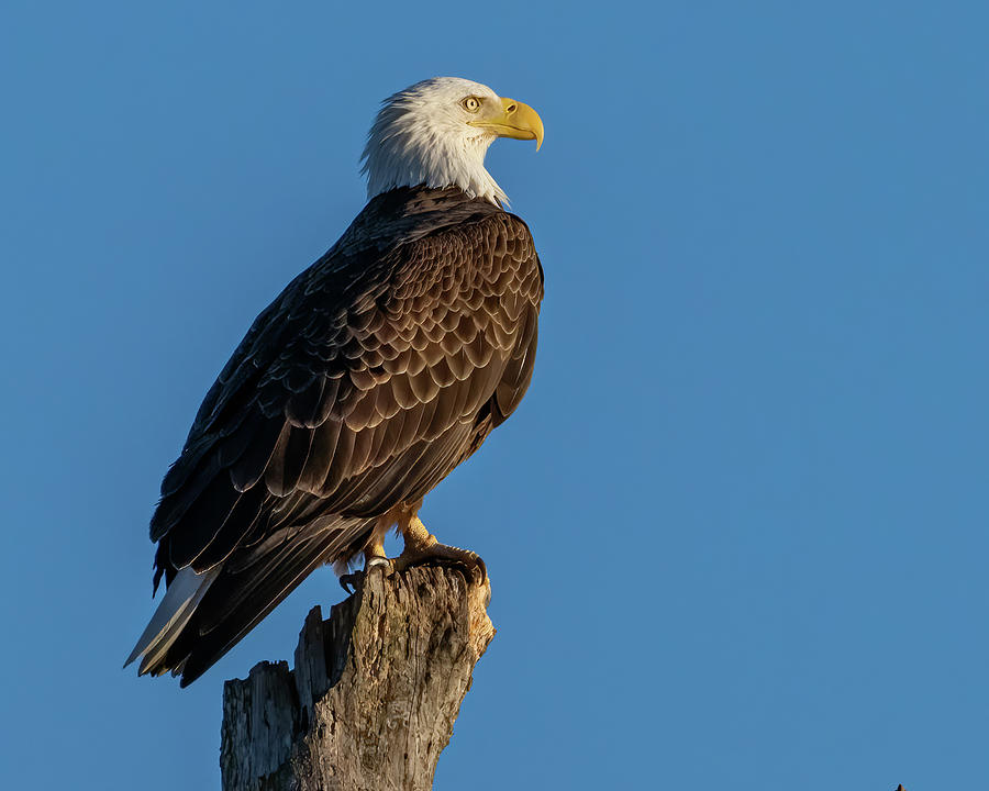 Bald Eagle perched proudly in the sun Photograph by William Krumpelman ...