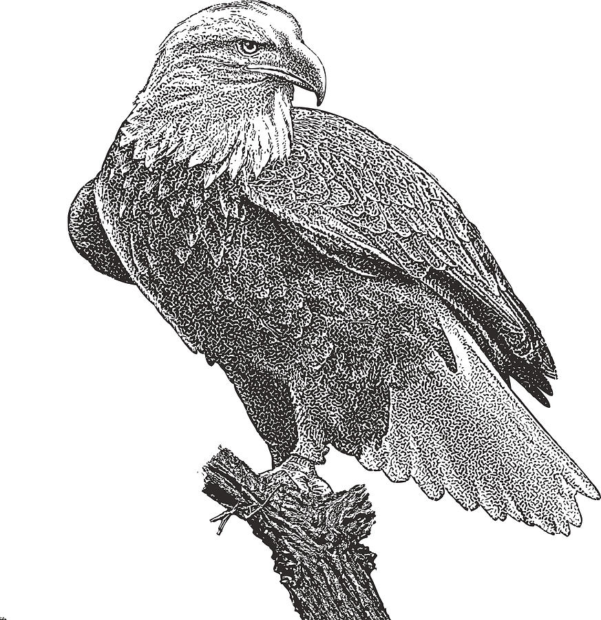 Bald Eagle perching on stump. Cutout Drawing by GeorgePeters