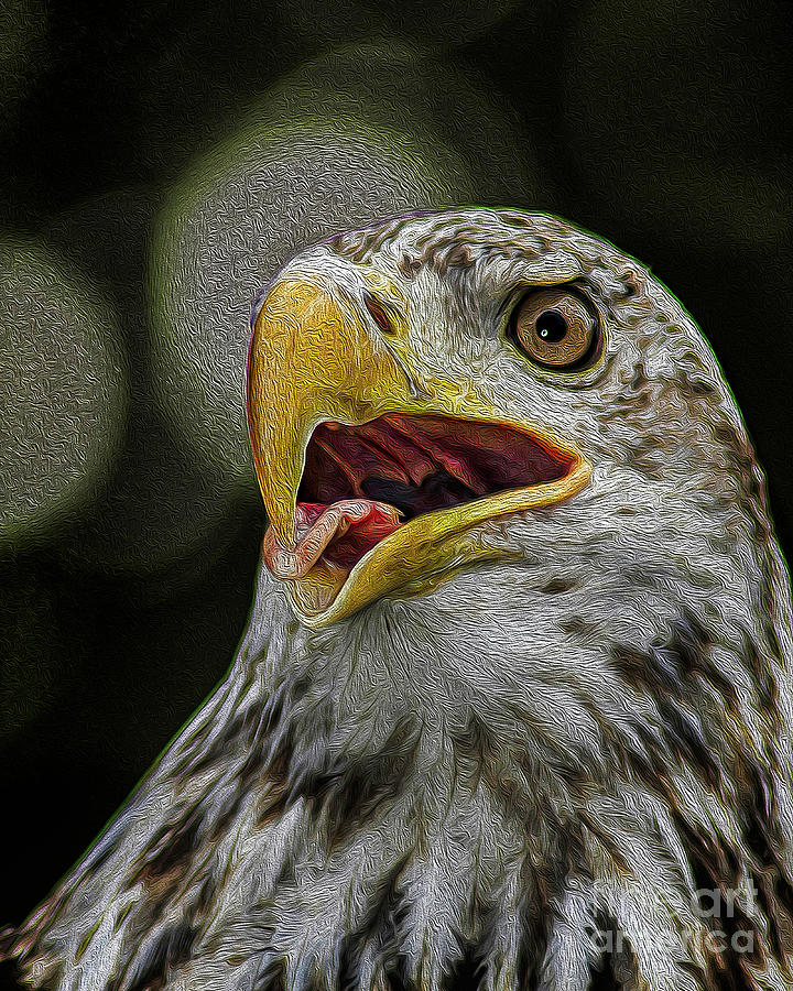 Bald Eagle Photograph by Phil Cardamone