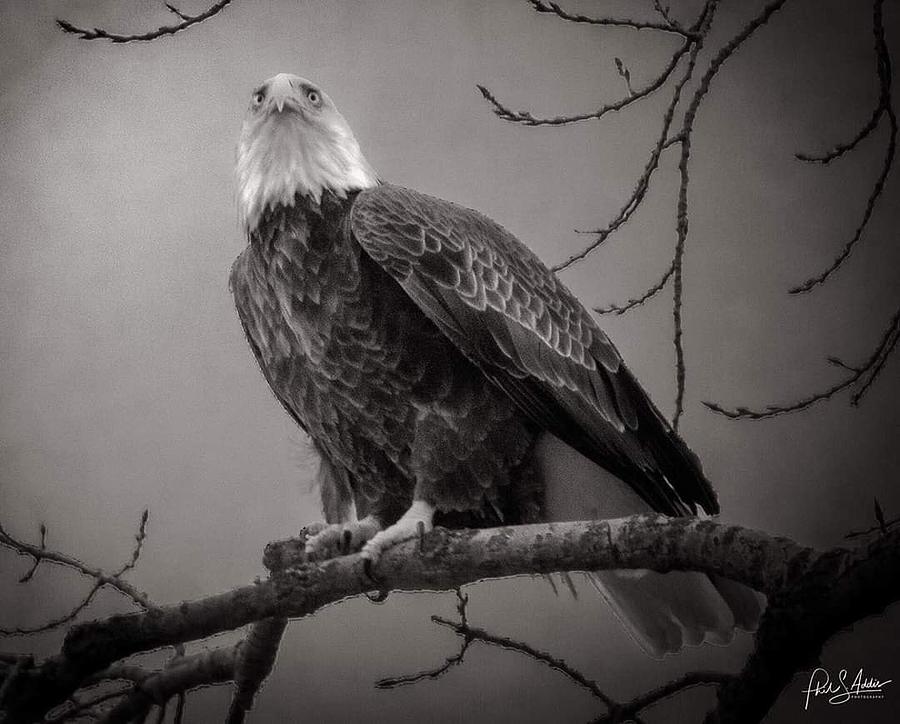 Bald Eagle Photograph by Phil S Addis