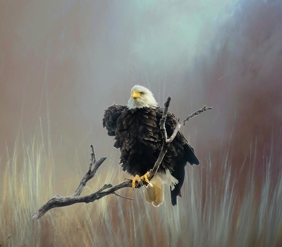 Bald Eagle Photo Art Photograph by Pam Rendall