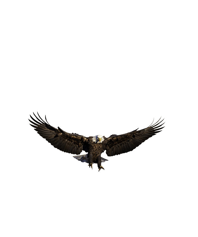 Bald Eagle Png Photograph