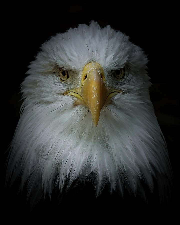 Bald Eagle Portrait 21 Photograph by Ernest Echols