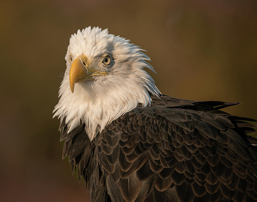 Bald Eagle Portrait 6 Photograph by Dawn Key
