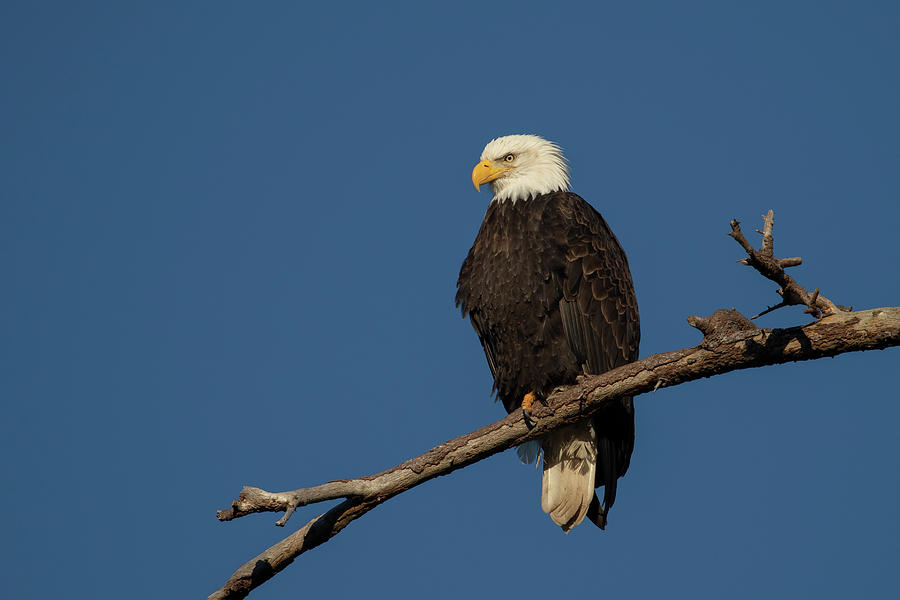 Bald Eagle Portrait Photograph by Celine Pollard