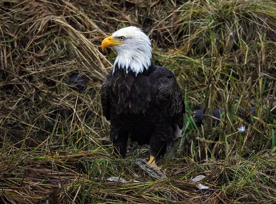 Bald Eagle Portrait Photograph by Darrell MacIver
