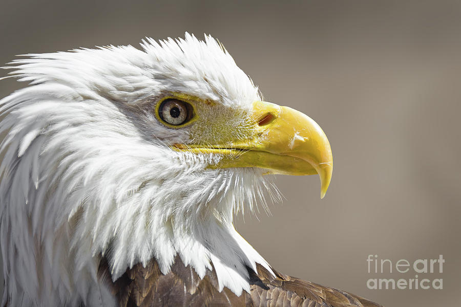 Bald eagle portrait Photograph by Delphimages Photo Creations