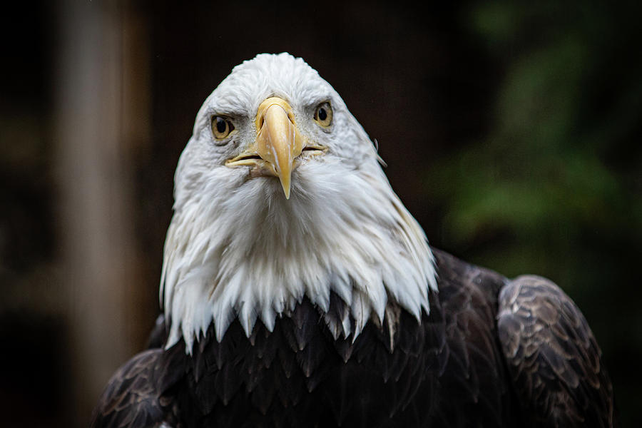 Bald Eagle Portrait Photograph by Erin O'Keefe - Fine Art America