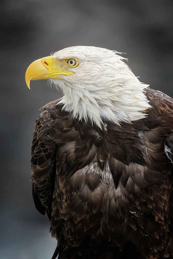 Bald Eagle Portrait Photograph by Joan Carroll