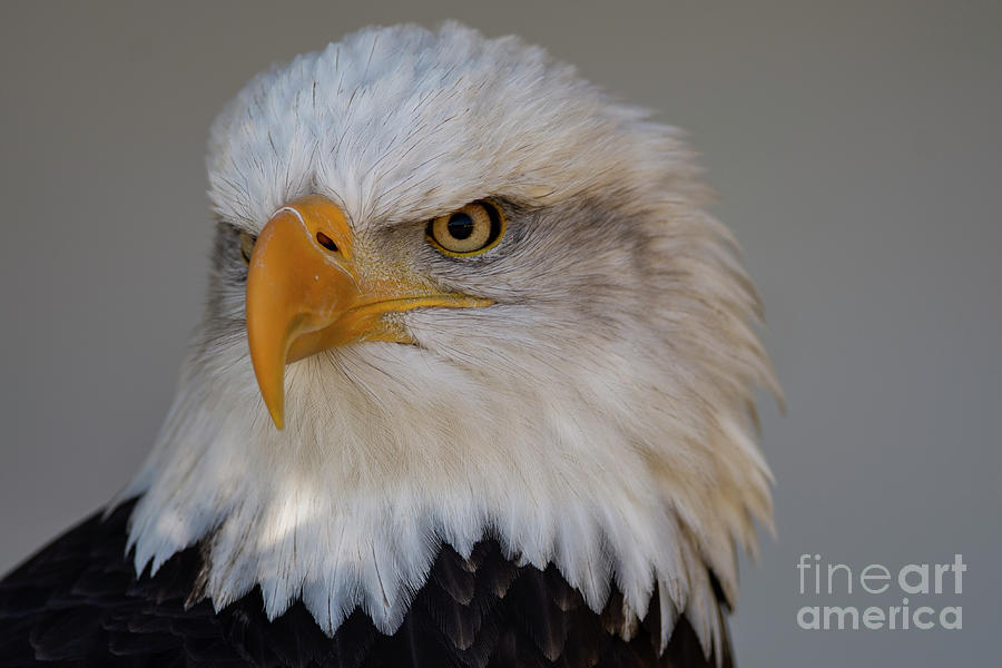Bald Eagle Portrait Photograph by JT Lewis