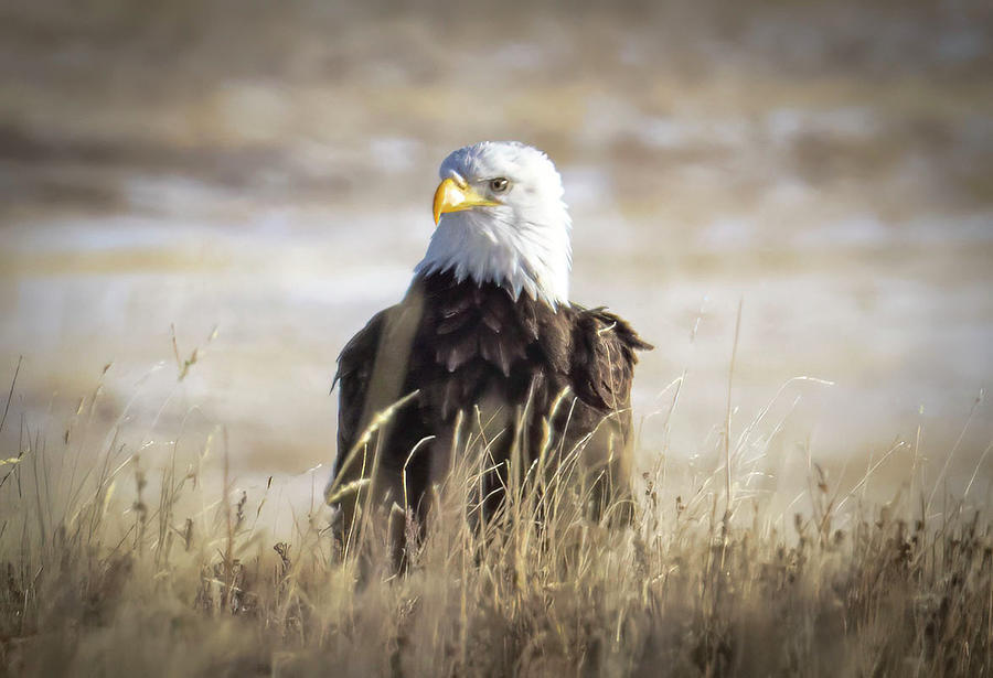 Bald Eagle Portrait Photograph by Laura Terriere