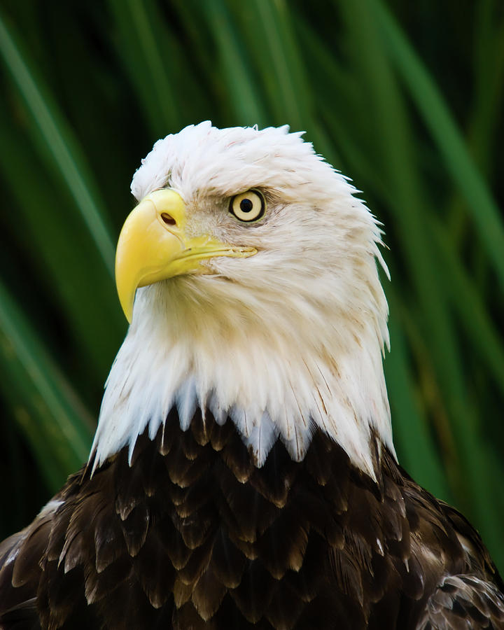 Bald Eagle Portrait Photograph by Kevin Batchelor Photography - Pixels