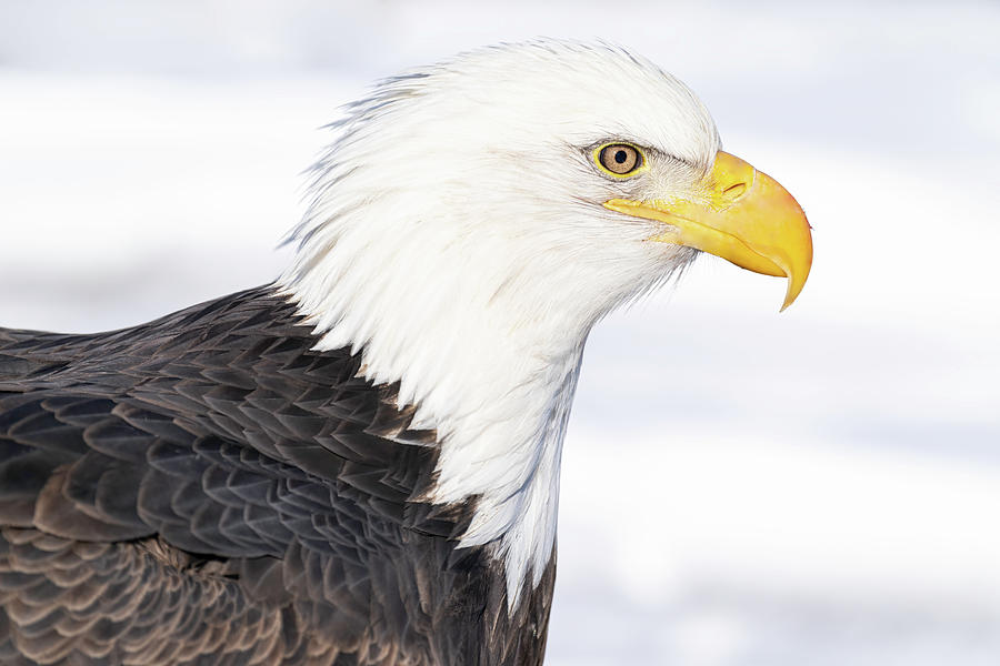 Bald Eagle Portrait Photograph by Mark Harrington