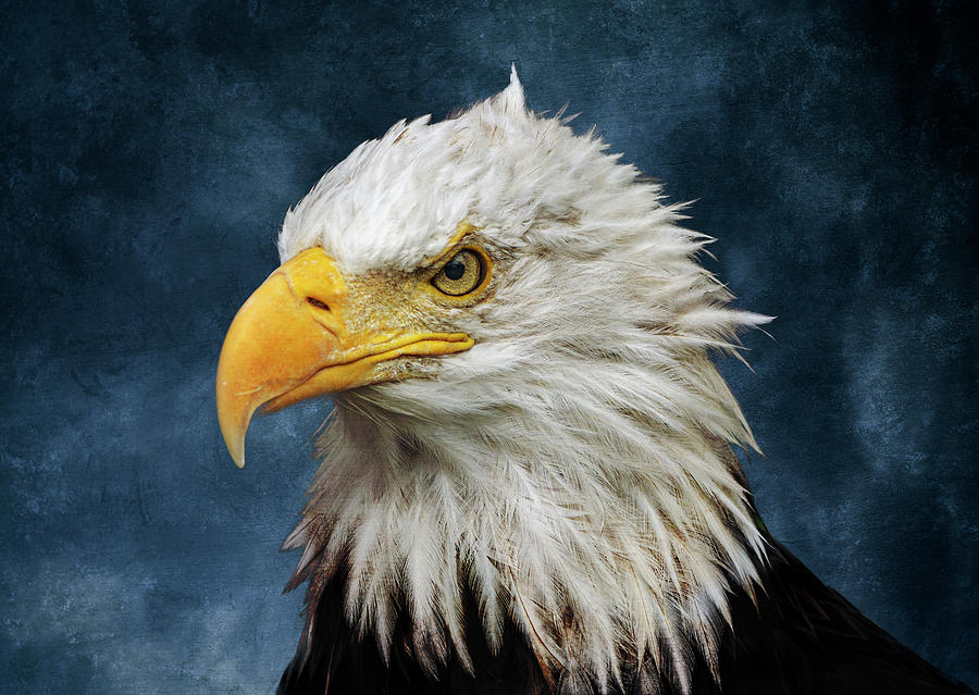 Bald Eagle Portrait On Blue Photograph by Dan Sproul
