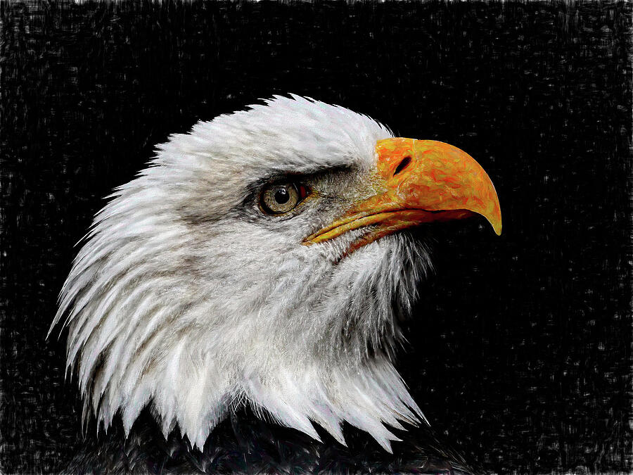 Feather Painting - Bald eagle Portrait Painting by John Straton