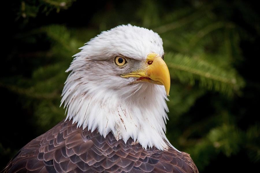 Bald Eagle Portrait Photograph by Rose Guinther