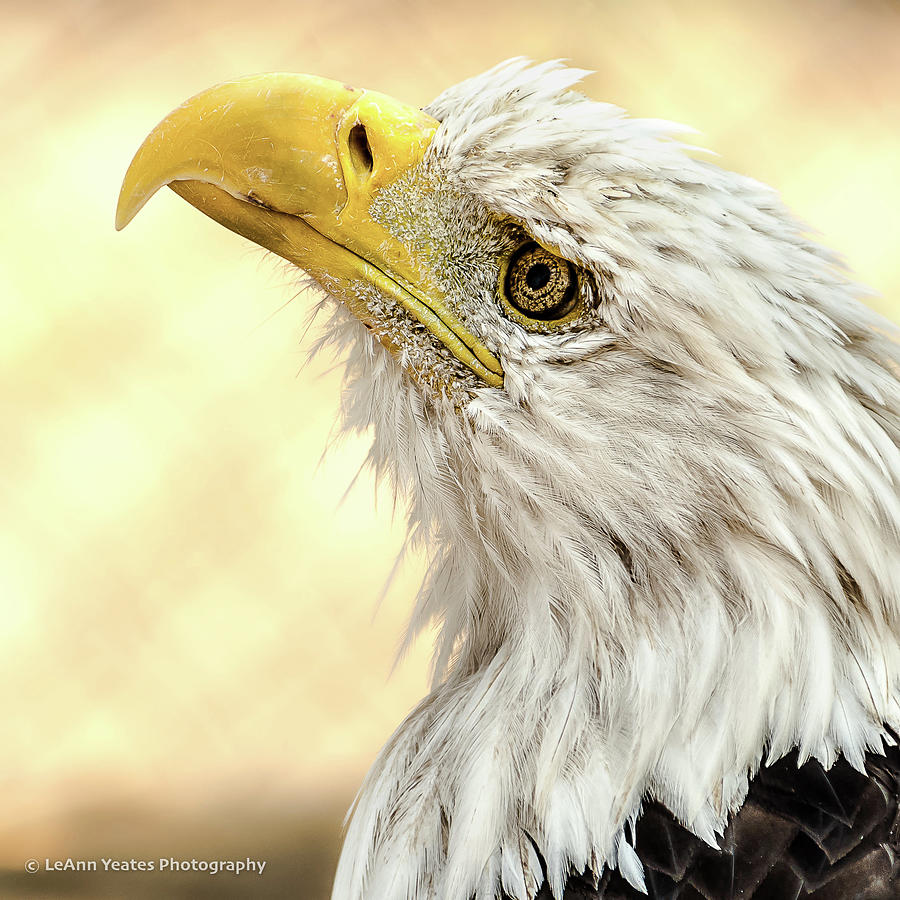 Bald Eagle Portrait Photograph by Yeates Photography