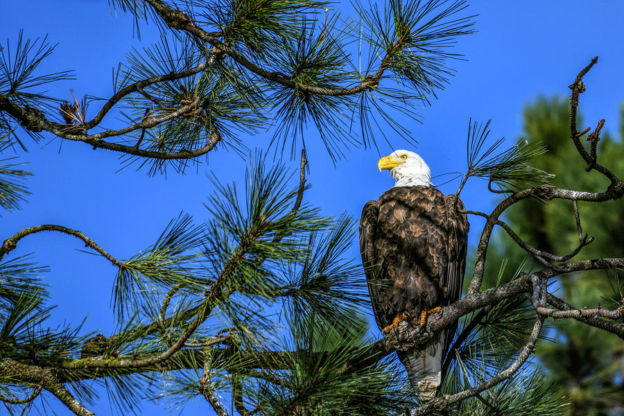 Bald Eagle Pose Photograph by Pamela Dunn-Parrish