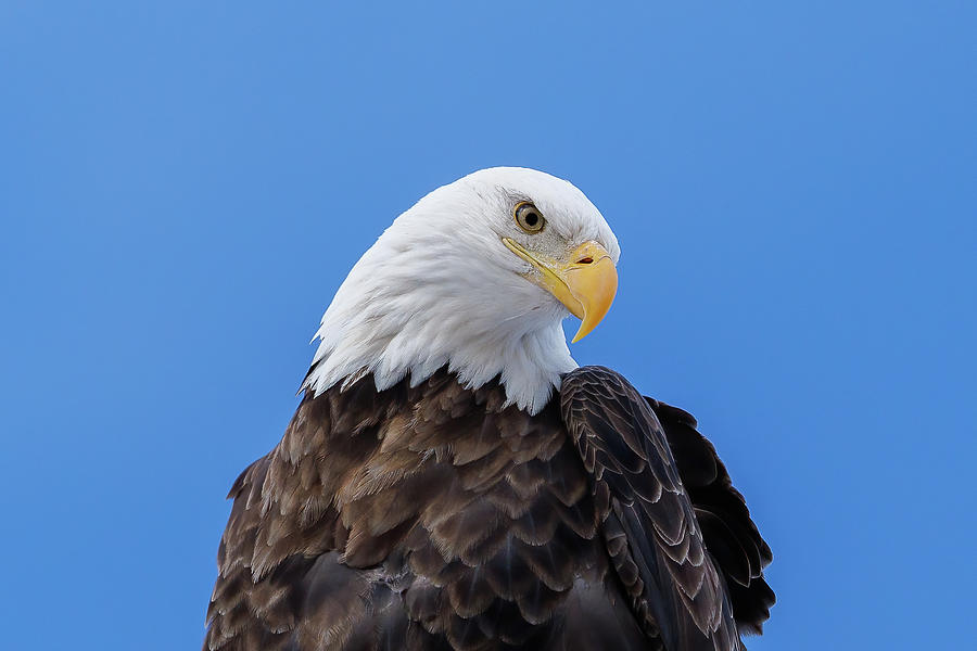 Bald Eagle Poses For A Profile Shot Photograph