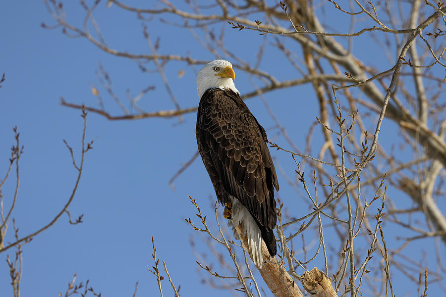 Bald Eagle Poses on the End of a Branch Photograph by Tony Hake