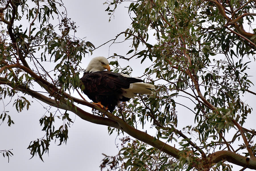 Bald Eagle Preening - Sacramento Nwr Photograph
