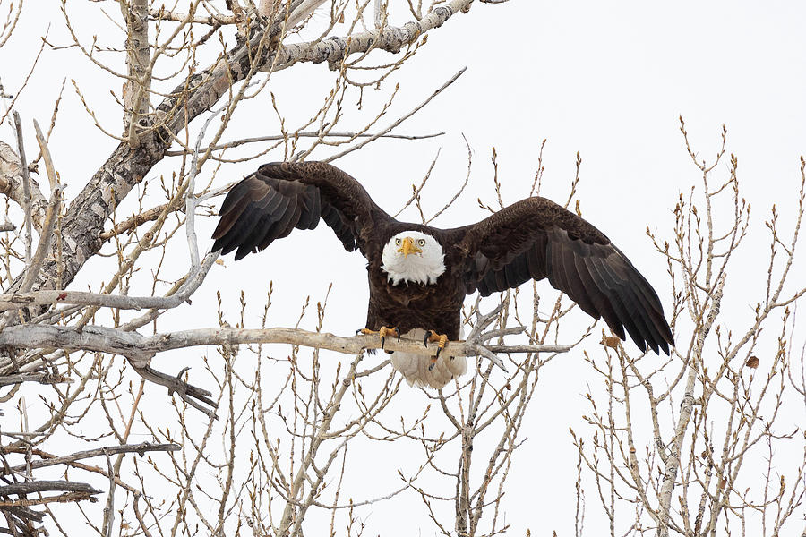 Bald Eagle Prepares for Action Photograph by Tony Hake