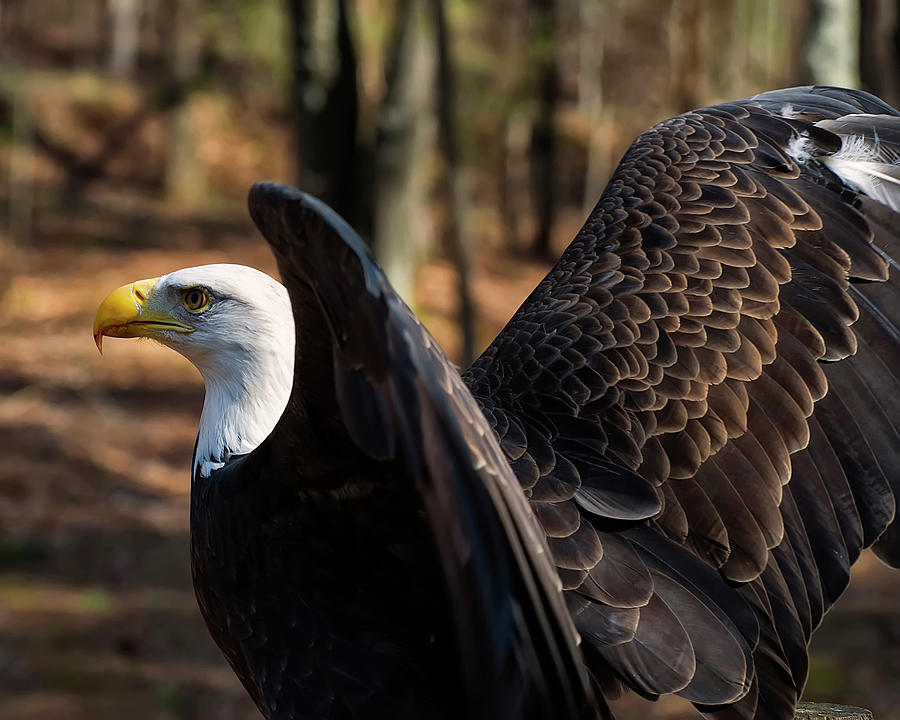 Bald eagle preparing for flight Photograph by Flees Photos