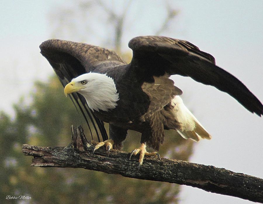Eagle Photograph - Bald Eagle Preparing For Take Off by Bobbie Moller
