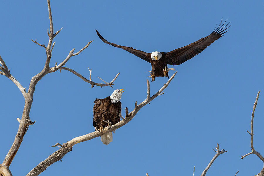 Bald Eagle Preps for Landing Next to Mate Photograph by Tony Hake ...