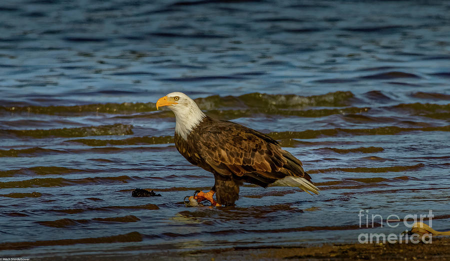 Bald Eagle Profile 5 Photograph