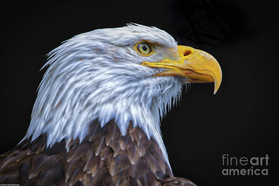 Bald Eagle Profile 7 Photograph by Mitch Shindelbower