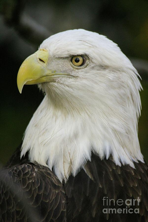 Bald Eagle Profile Photograph by Ed Stokes