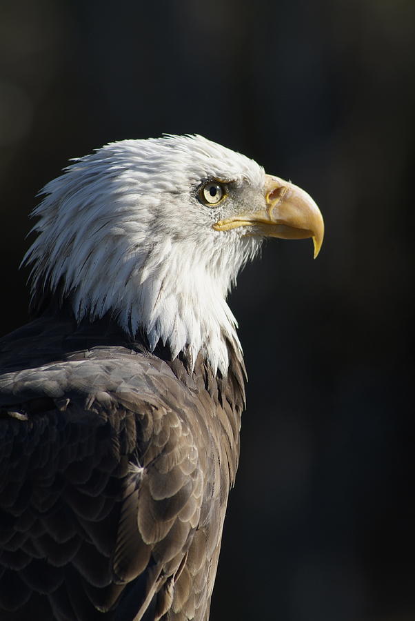 Bald Eagle Profile Photograph by Peter Gatt - Fine Art America