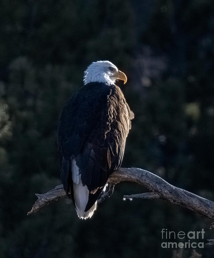 Bald Eagle Profile Photograph by Steven Krull