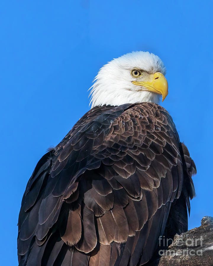 Bald Eagle profile Photograph by Tina Faye Photography - Fine Art America