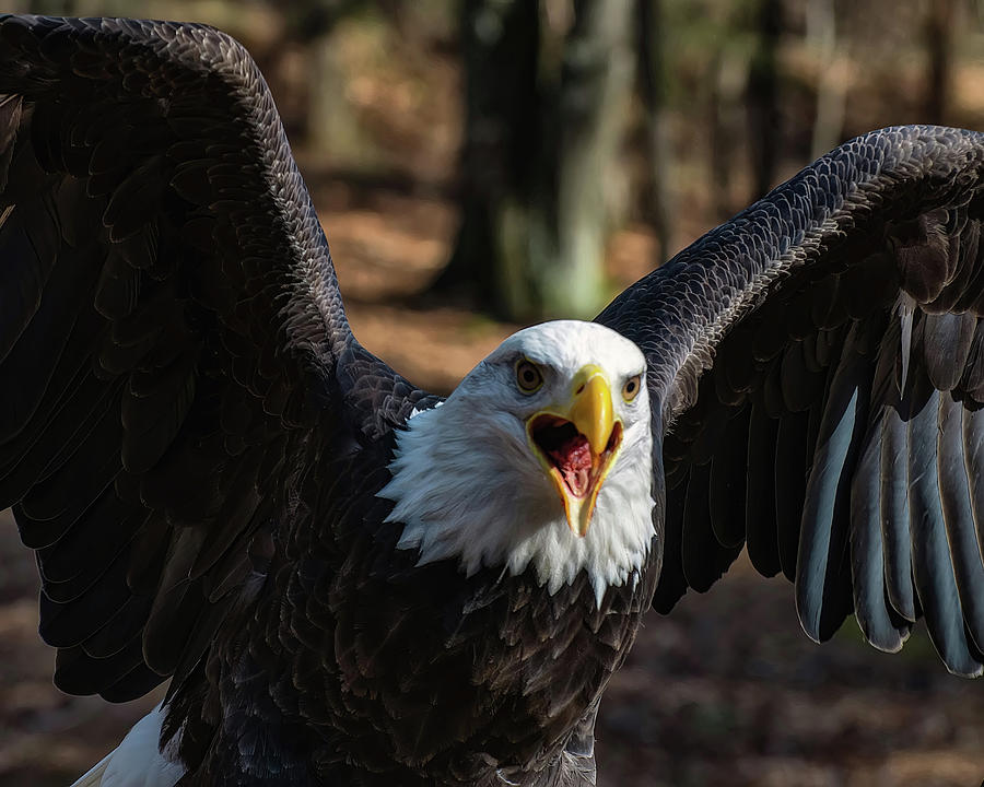 Bald Eagle Photograph - Bald eagle protecting its meal by Flees Photos